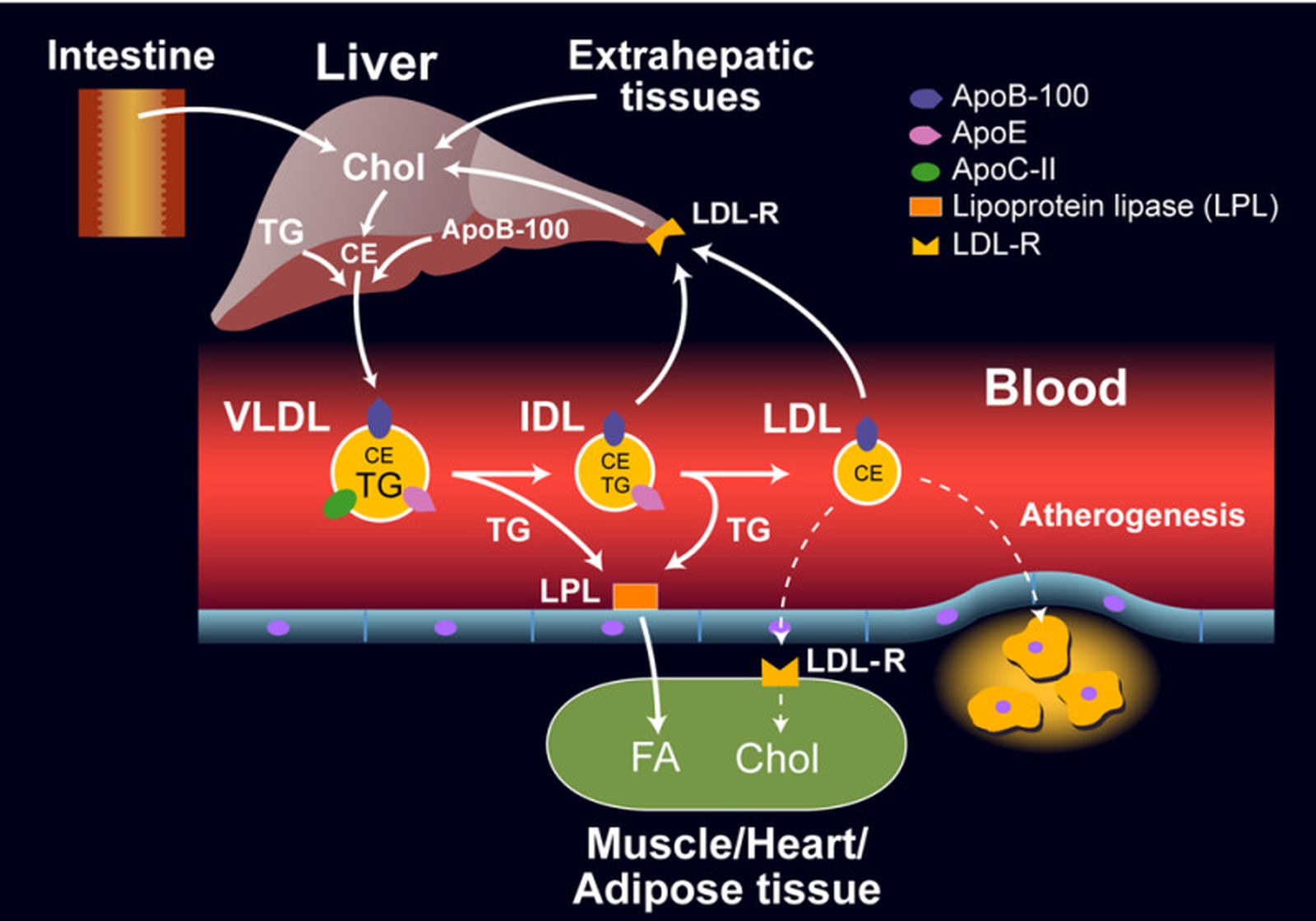 Metabolismul lipoproteinelor